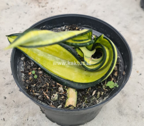 Sansevieria California Twister, real gallery image #1 plants. Picture taken directly from kaktus.id community Sansevieria farmer green houses.