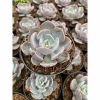 Echeveria Dusty Rose