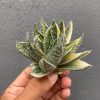 Gasteraloe Beguinii Silver Variegated