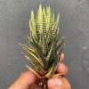 Haworthia Reinwardtii Variegated – Zebra Wart