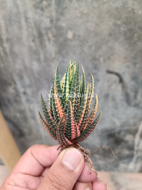 Haworthia Pumila Variegated, real gallery image #48 plants. Picture taken directly from kaktus.id community Haworthia farmer green houses.