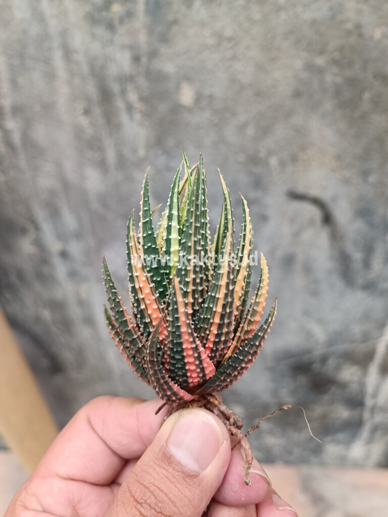 kaktus.id