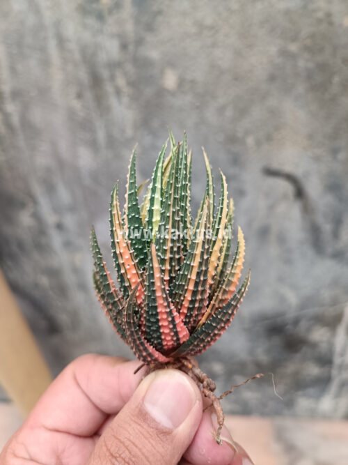 Haworthia Pumila Variegated, real gallery image #19 plants. Picture taken directly from kaktus.id community Haworthia farmer green houses.