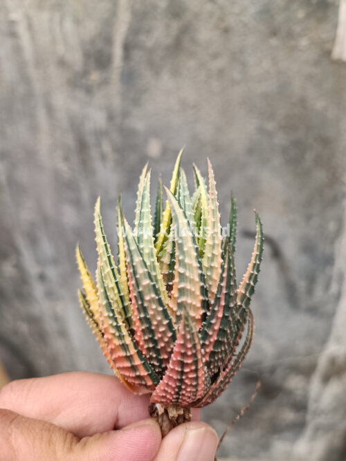 Haworthia Pumila Variegated, real gallery image #5 plants. Picture taken directly from kaktus.id community Haworthia farmer green houses.