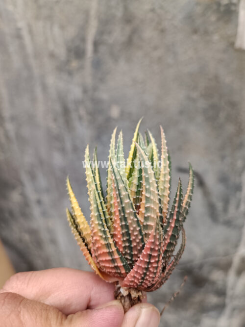 Haworthia Pumila Variegated, real gallery image #54 plants. Picture taken directly from kaktus.id community Haworthia farmer green houses.