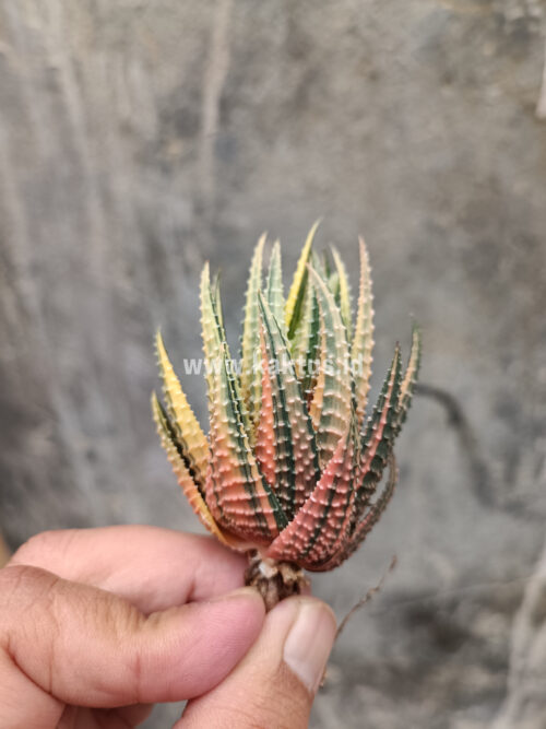 Haworthia Pumila Variegated, real gallery image #3 plants. Picture taken directly from kaktus.id community Haworthia farmer green houses.