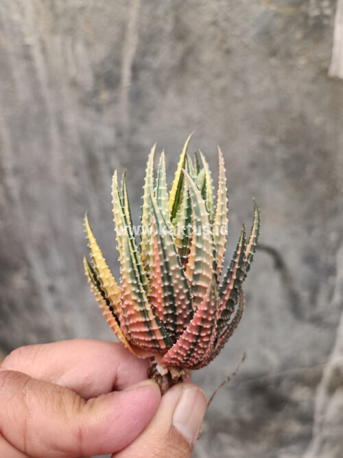 Haworthia Pumila Variegated, real gallery image #1 plants. Picture taken directly from kaktus.id community Haworthia farmer green houses.