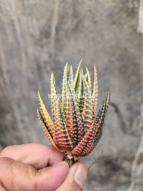 Haworthia Pumila Variegated, real gallery image #34 plants. Picture taken directly from kaktus.id community Haworthia farmer green houses.