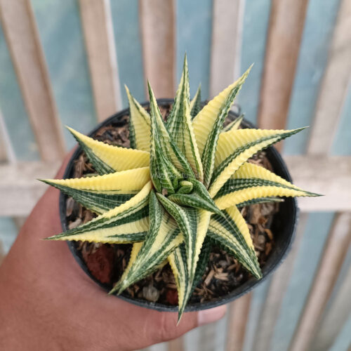 Haworthia Limifolia Variegated, real gallery image #3 plants. Picture taken directly from kaktus.id community Haworthia farmer green houses.