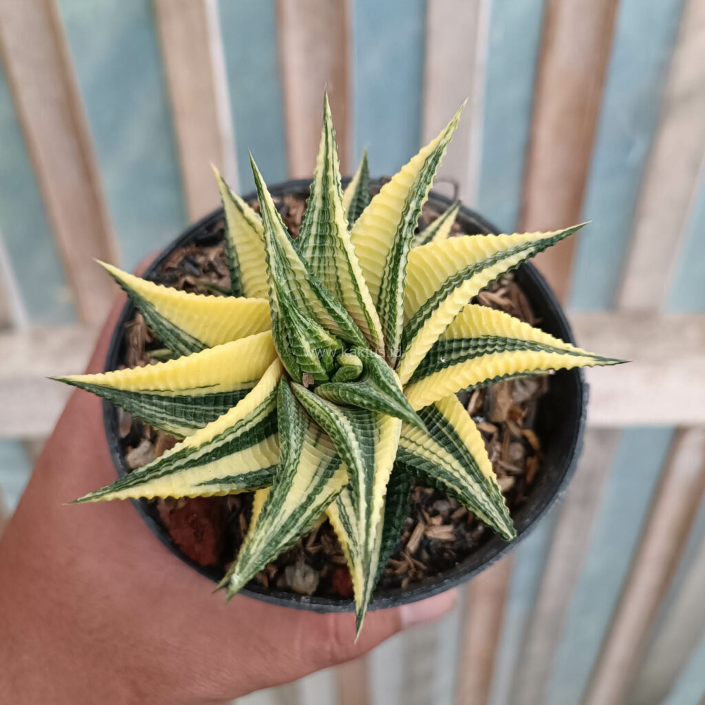 kaktus.id