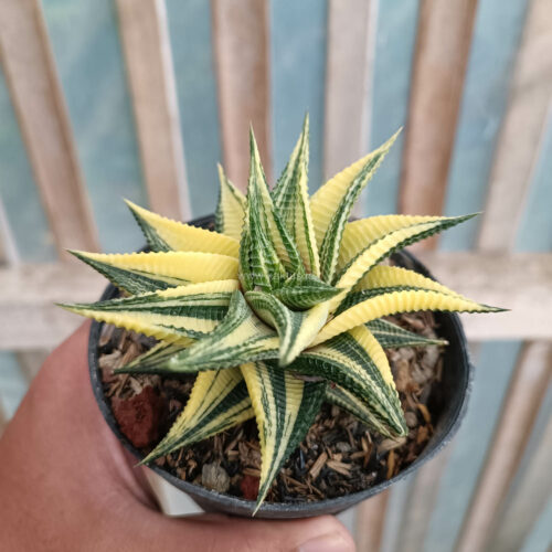 Haworthia Limifolia Variegated, real gallery image #5 plants. Picture taken directly from kaktus.id community Haworthia farmer green houses.