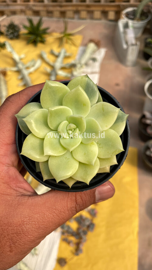 Graptoveria Titubans Variegated, real gallery image #21 plants. Picture taken directly from kaktus.id community Graptoveria farmer green houses.