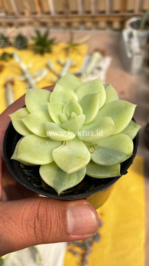 Graptoveria Titubans Variegated, real gallery image #12 plants. Picture taken directly from kaktus.id community Graptoveria farmer green houses.