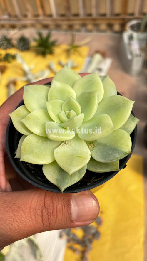Graptoveria Titubans Variegated, real gallery image #11 plants. Picture taken directly from kaktus.id community Graptoveria farmer green houses.
