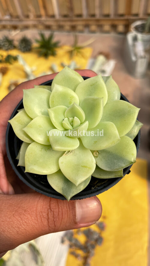 Graptoveria Titubans Variegated, real gallery image #10 plants. Picture taken directly from kaktus.id community Graptoveria farmer green houses.