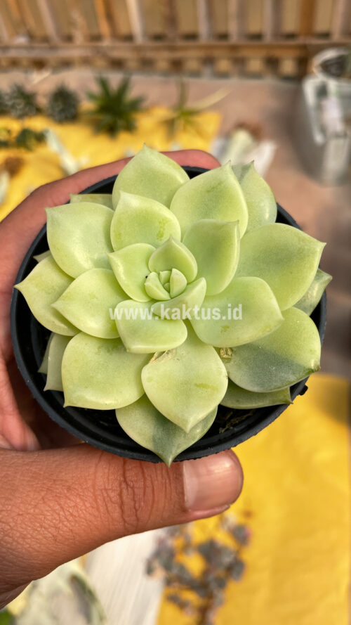 Graptoveria Titubans Variegated, real gallery image #9 plants. Picture taken directly from kaktus.id community Graptoveria farmer green houses.