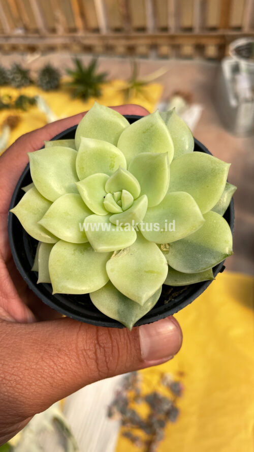 Graptoveria Titubans Variegated, real gallery image #8 plants. Picture taken directly from kaktus.id community Graptoveria farmer green houses.