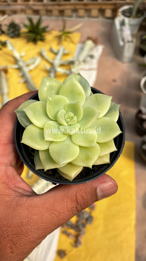 Graptoveria Titubans Variegated, real gallery image #20 plants. Picture taken directly from kaktus.id community Graptoveria farmer green houses.