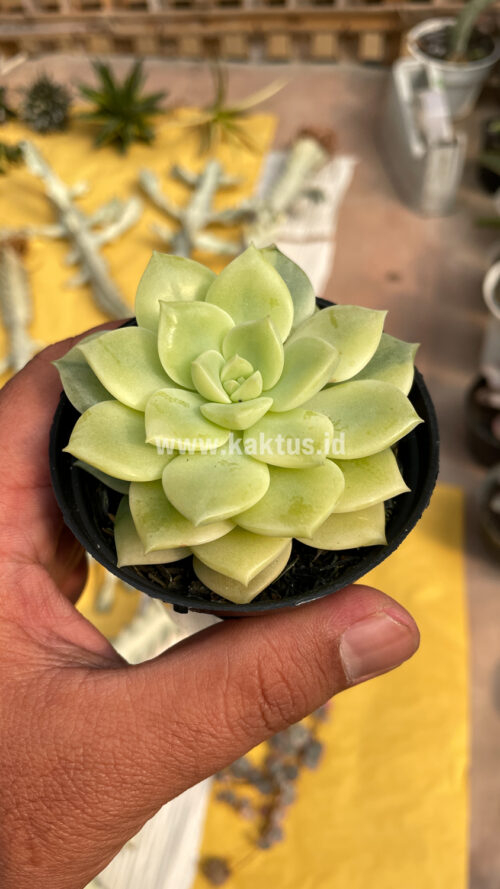 Graptoveria Titubans Variegated, real gallery image #19 plants. Picture taken directly from kaktus.id community Graptoveria farmer green houses.
