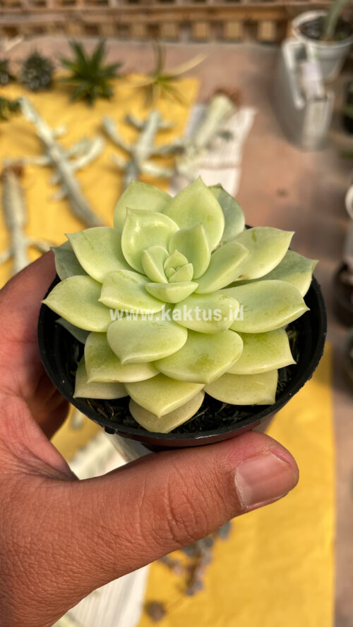 Graptoveria Titubans Variegated, real gallery image #18 plants. Picture taken directly from kaktus.id community Graptoveria farmer green houses.
