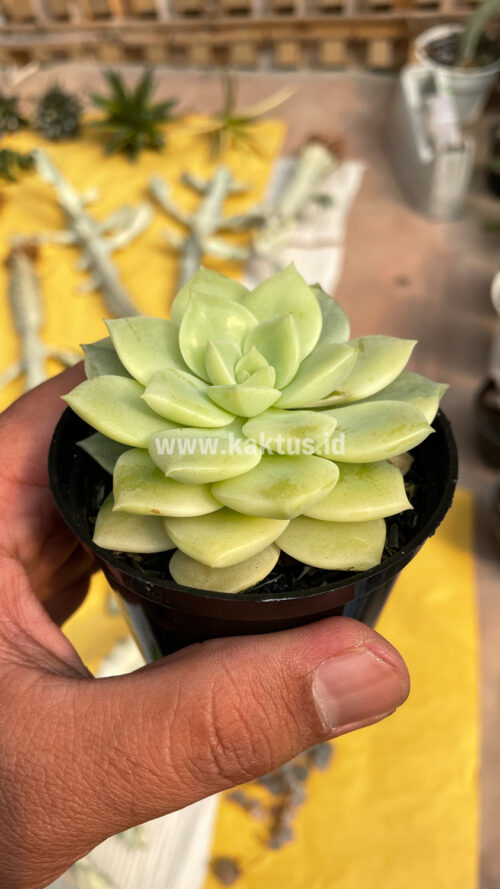 Graptoveria Titubans Variegated, real gallery image #17 plants. Picture taken directly from kaktus.id community Graptoveria farmer green houses.