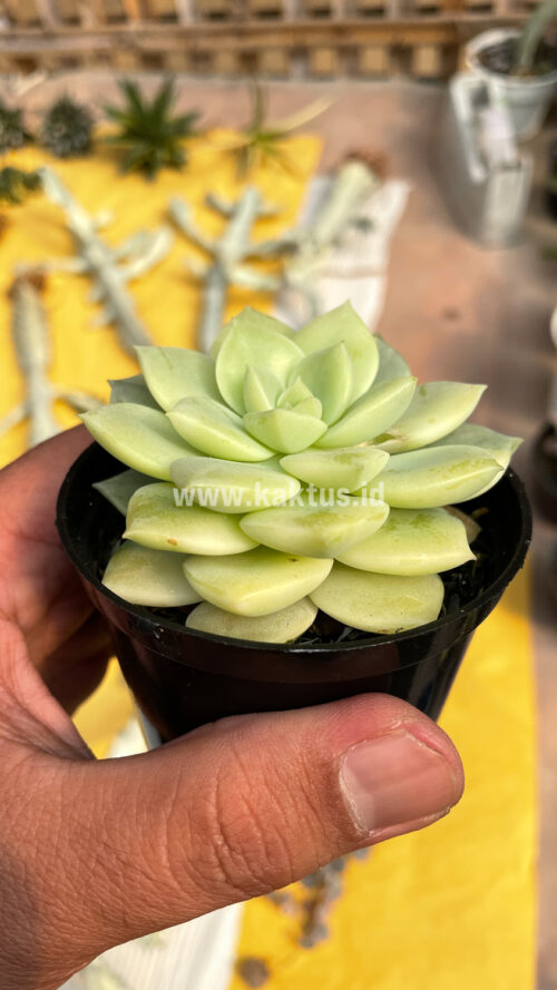 Graptoveria Titubans Variegated, real gallery image #16 plants. Picture taken directly from kaktus.id community Graptoveria farmer green houses.