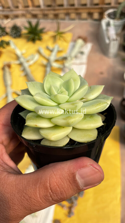 Graptoveria Titubans Variegated, real gallery image #15 plants. Picture taken directly from kaktus.id community Graptoveria farmer green houses.