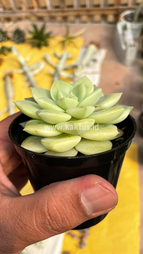 Graptoveria Titubans Variegated, real gallery image #14 plants. Picture taken directly from kaktus.id community Graptoveria farmer green houses.