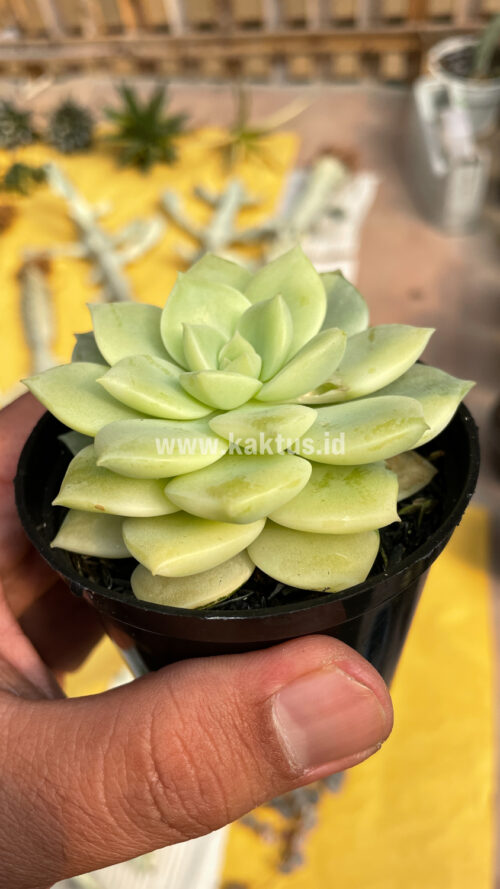 Graptoveria Titubans Variegated, real gallery image #13 plants. Picture taken directly from kaktus.id community Graptoveria farmer green houses.
