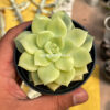 Graptoveria Titubans Variegated, real feature image plant. Picture taken directly from kaktus.id community Graptoveria farmer green houses.