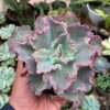 Echeveria Chantilly, real feature image plant. Picture taken directly from kaktus.id community Echeveria farmer green houses.