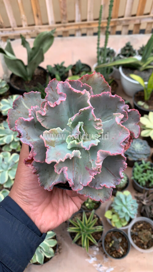 Echeveria Chantilly, real gallery image #9 plants. Picture taken directly from kaktus.id community Echeveria farmer green houses.
