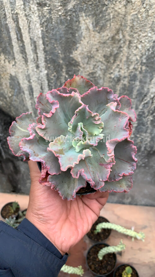 Echeveria Chantilly, real gallery image #13 plants. Picture taken directly from kaktus.id community Echeveria farmer green houses.