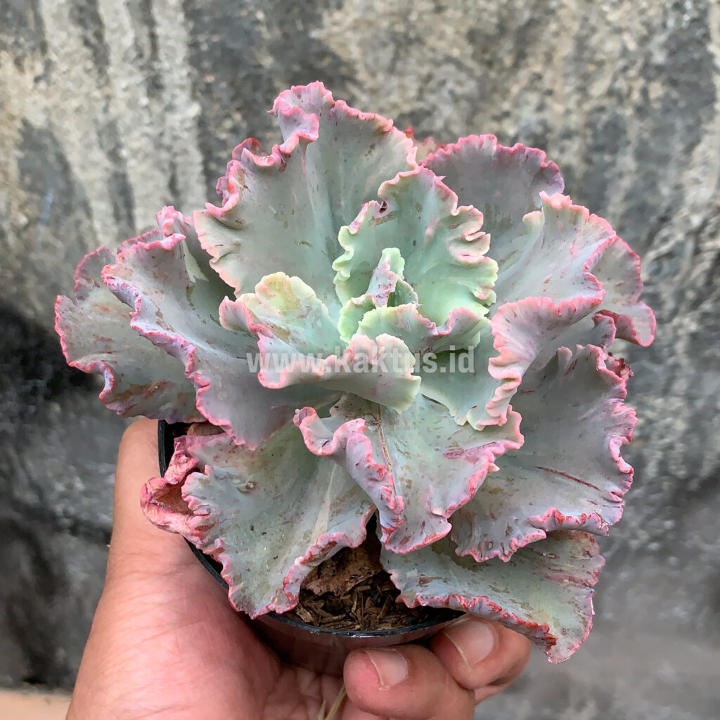 kaktus.id