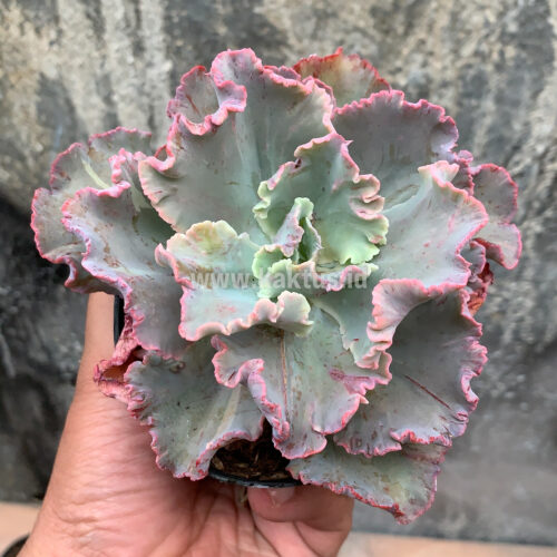Echeveria Chantilly, real gallery image #4 plants. Picture taken directly from kaktus.id community Echeveria farmer green houses.