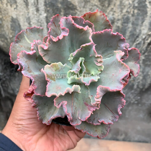 Echeveria Chantilly, real gallery image #6 plants. Picture taken directly from kaktus.id community Echeveria farmer green houses.