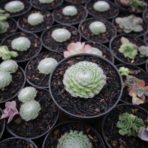 Sempervivum Arachnoideum, real gallery image #3 plants. Picture taken directly from kaktus.id community Sempervivum farmer green houses.