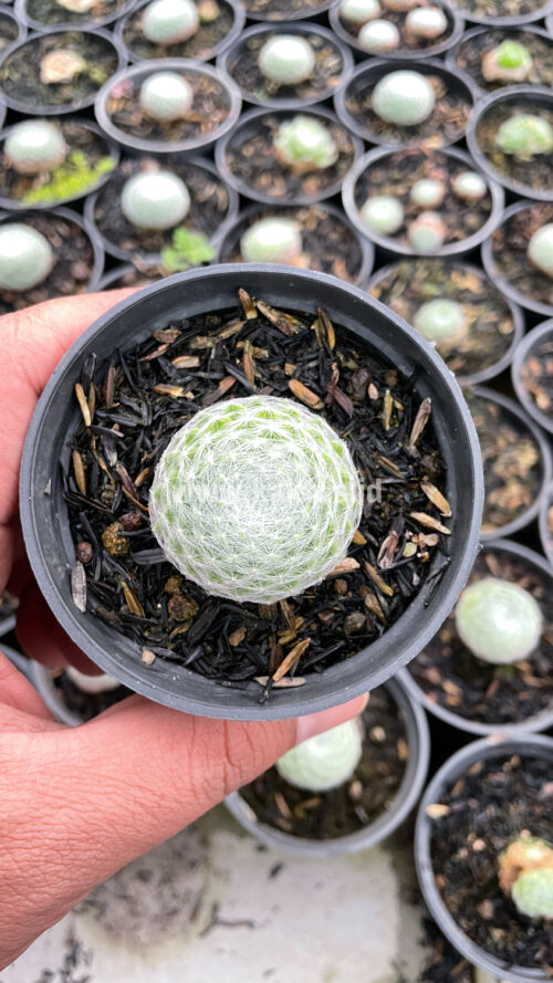 Sempervivum Arachnoideum, real gallery image #8 plants. Picture taken directly from kaktus.id community Sempervivum farmer green houses.