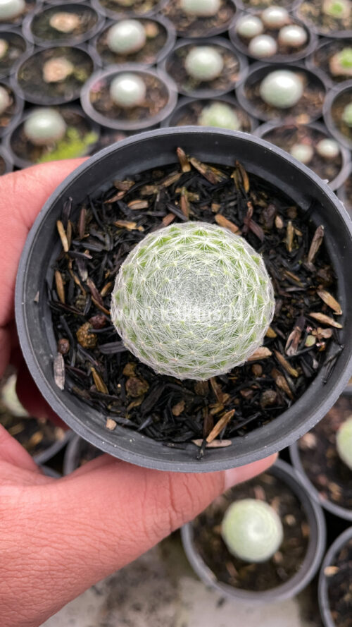 Sempervivum Arachnoideum, real gallery image #9 plants. Picture taken directly from kaktus.id community Sempervivum farmer green houses.