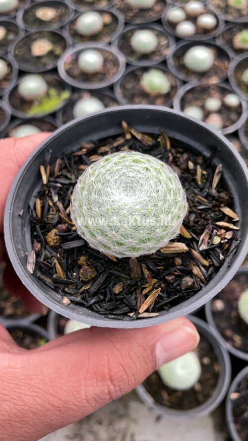 Sempervivum Arachnoideum, real gallery image #10 plants. Picture taken directly from kaktus.id community Sempervivum farmer green houses.