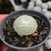 Sempervivum Arachnoideum, real gallery image #2 plants. Picture taken directly from kaktus.id community Sempervivum farmer green houses.