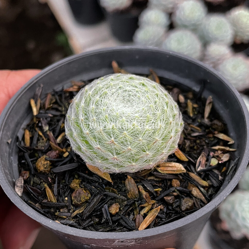 kaktus.id