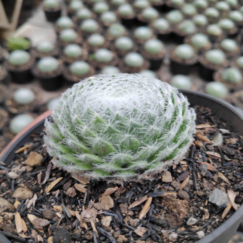 Sempervivum Arachnoideum, real gallery image #1 plants. Picture taken directly from kaktus.id community Sempervivum farmer green houses.