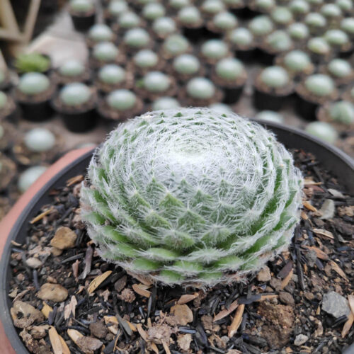 Sempervivum Arachnoideum, real gallery image #4 plants. Picture taken directly from kaktus.id community Sempervivum farmer green houses.