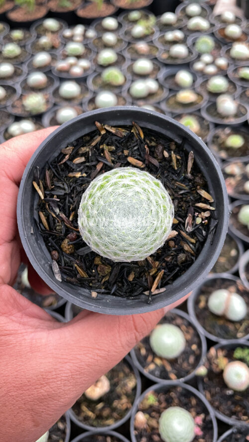 Sempervivum Arachnoideum, real gallery image #6 plants. Picture taken directly from kaktus.id community Sempervivum farmer green houses.