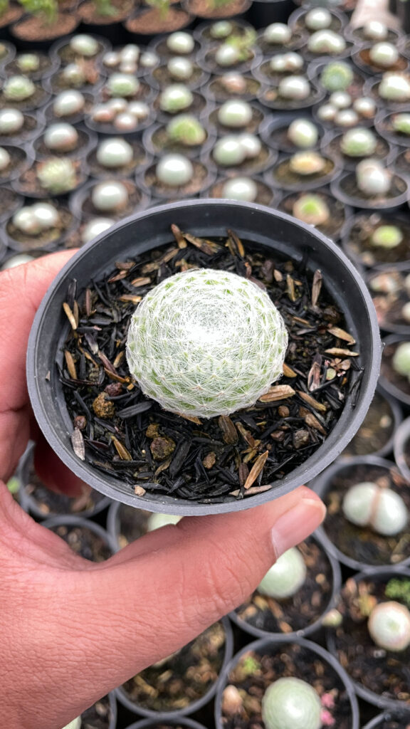 kaktus.id
