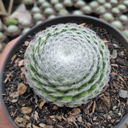 Sempervivum Arachnoideum, real gallery image #5 plants. Picture taken directly from kaktus.id community Sempervivum farmer green houses.