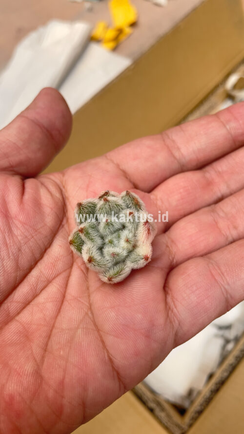 Echeveria Setosa Variegated, real gallery image #5 plants. Picture taken directly from kaktus.id community Echeveria farmer green houses.