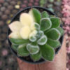Echeveria Setosa Variegated, real feature image plant. Picture taken directly from kaktus.id community Echeveria farmer green houses.