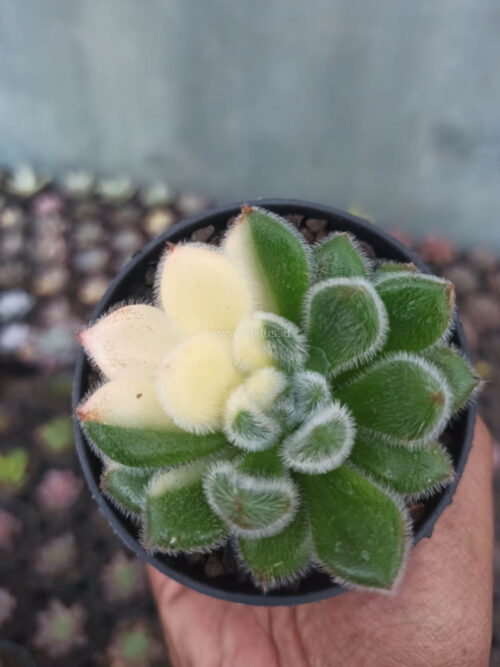 Echeveria Setosa Variegated, real gallery image #1 plants. Picture taken directly from kaktus.id community Echeveria farmer green houses.